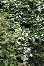 Actinidia