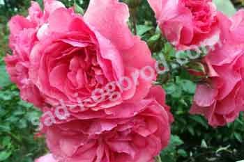 Роза плетистая Розариум Ютерсен Rose climbing Rosarium Uetersen