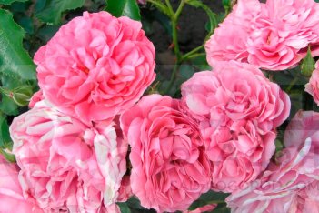 Роза плетистая Розариум Ютерсен Rose climbing Rosarium Uetersen