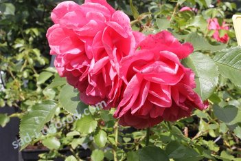 Роза плетистая Розариум Ютерсен Rose climbing Rosarium Uetersen