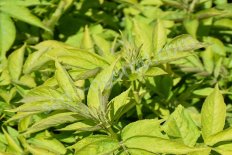 Бузина Sambucus