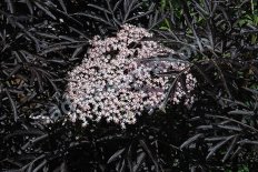 Бузина Блек Лейк Sambucus nigra Black Lace