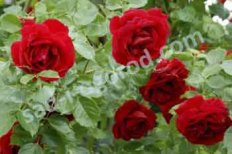 Роза плетистая Симпати Rose climbing Sympathie