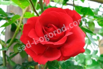 Роза плетистая Симпати Rose climbing Sympathie
