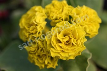 Примула ушковая Форест Лемон Primula auricula Forest Lemon