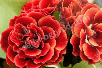 Примула ушковая Пегасус Primula auricula Pegasus