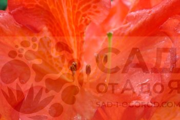 Рододендрон Костера Rhododendron x kosterianum