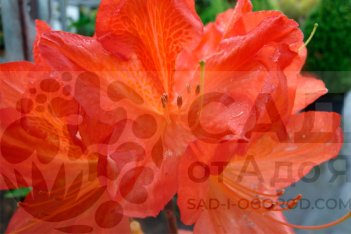 Рододендрон Костера Rhododendron x kosterianum