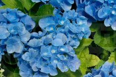 Гортензия крупнолистная Форевер энд Эвер Блю Hydrangea macrophylla Forever&Ever® Blue
