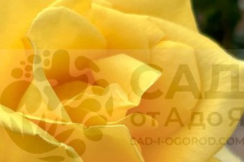 Роза чайно-гибридная Беролина Rose hybrid tea Berolina