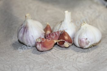 Чеснок озимый Скиф