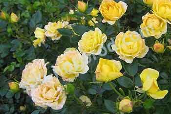 Роза почвопокровная Еллоу Фейри Rose Yellow Fairy