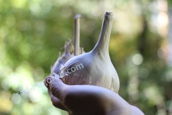 Почему вырастает мелкий чеснок?