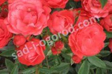 Роза почвопокровная Морсдаг Rose Morsdag