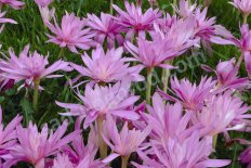 Безвременник осенний Пленифлорум Colchicum autumnale Pleniflorum (syn. Roseum Plenum)