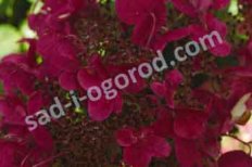 Гортензия метельчатая Файр энд Айс Hydrangea paniculata Fire and Ice / Wims Red