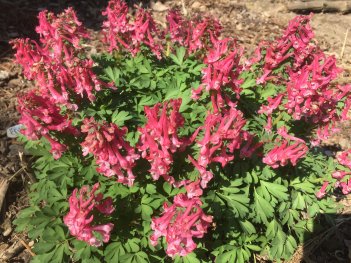 Хохлатка плотная Бет Эванс Corydalis solida Beth Evans