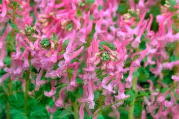 Хохлатка плотная Бет Эванс Corydalis solida Beth Evans