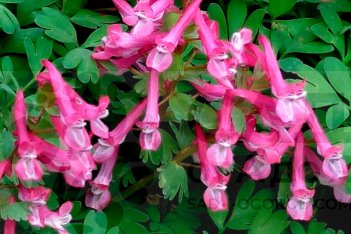 Хохлатка плотная Бет Эванс Corydalis solida Beth Evans