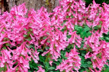 Хохлатка плотная Бет Эванс Corydalis solida Beth Evans