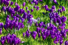 Крокус крупноцветковый Флауэр Рекордс Crocus Large Flowering Flower Record