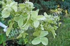 Гортензия метельчатая Дентель де Горрон Hydrangea paniculata Dentelle de Gorron