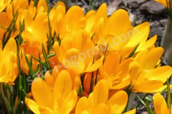 Крокус желтый Голден Йеллоу Сrocus luteus Golden Yellow