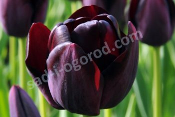 Тюльпан Триумф Куин оф Найт Tulipa Queen Of Night