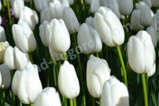 Тюльпан простой поздний Клиаруотер Tulipa Clearwater