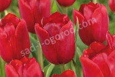 Тюльпан Кингсблад Tulipa Kingsblood