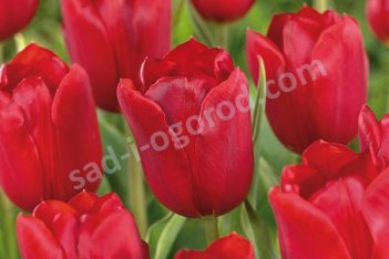 Тюльпан Кингсблад Tulipa Kingsblood