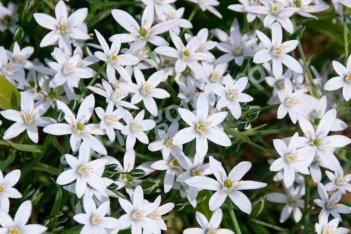 Хионодокса люцилии Альба Chionodoxa luciliae Alba