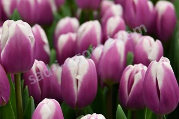 Тюльпан триумф Либрие Tulipa Librije