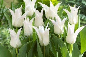 Тюльпан лилиецветный Тре Шик Tulipa Très Chic