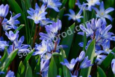 Хионодокса Форбса Блу Джайент Chionodoxa forbesii Blue Giant