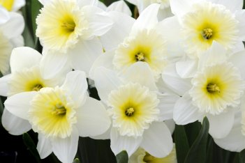 Нарцисс Айс Фоллис крупнокорончатый Ice Follies