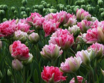Тюльпан пионовидный Кул Кристал Tulipa Cool Crystal