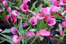 Зантедеския Реманна Пинк zantedeschia rehmannii