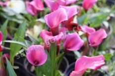 Калла Ремани Пинк Zantedeschia Rehmannii Pink