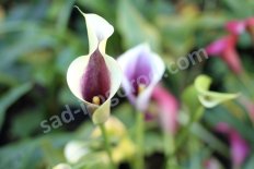 Калла Пикассо Zantedeschia Picasso