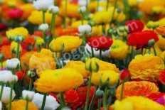 Лютик Ranunculus весна 25