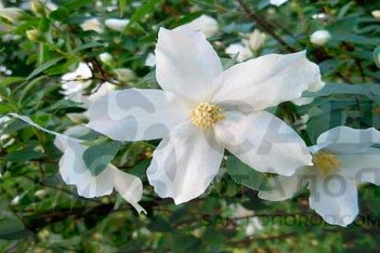 Чубушник венечный Зильберреген Philadelphus Silberregen