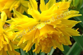 Нарцисс махровый Рип Ван Винкль Narcissus Rip van Winkle