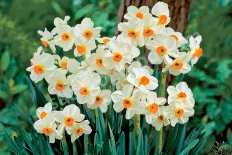 Нарцисс тацеттовидный Гераниум Narcissus Geranium