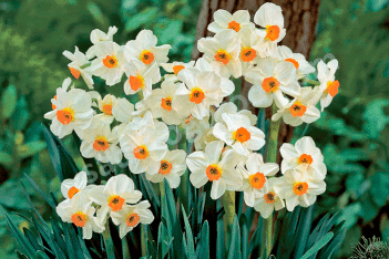Нарцисс Гераниум тацеттовидный Narcissus Geranium