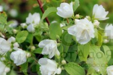 Чубушник Манто Д'Эрмин Philadelphus Manteau d'Hermine