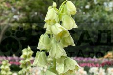 Рябчик персидский Айвори Беллс Fritillaria persica Ivory Bells