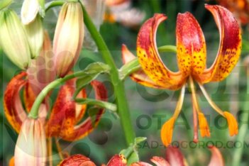 Лилия кудреватая Арабиан Найт Lilium martagon  Arabian Knight