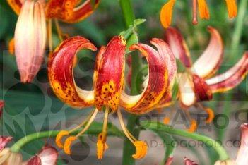 Лилия кудреватая Арабиан Найт Lilium martagon  Arabian Knight