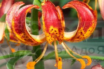 Лилия кудреватая Арабиан Найт Lilium martagon  Arabian Knight